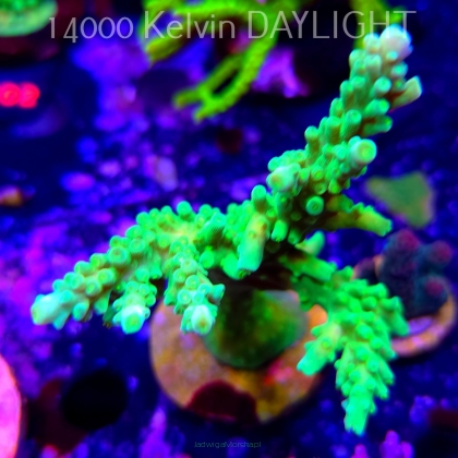 Acropora AUSTERA BANANA (18.03.2026) L2-107  13cm