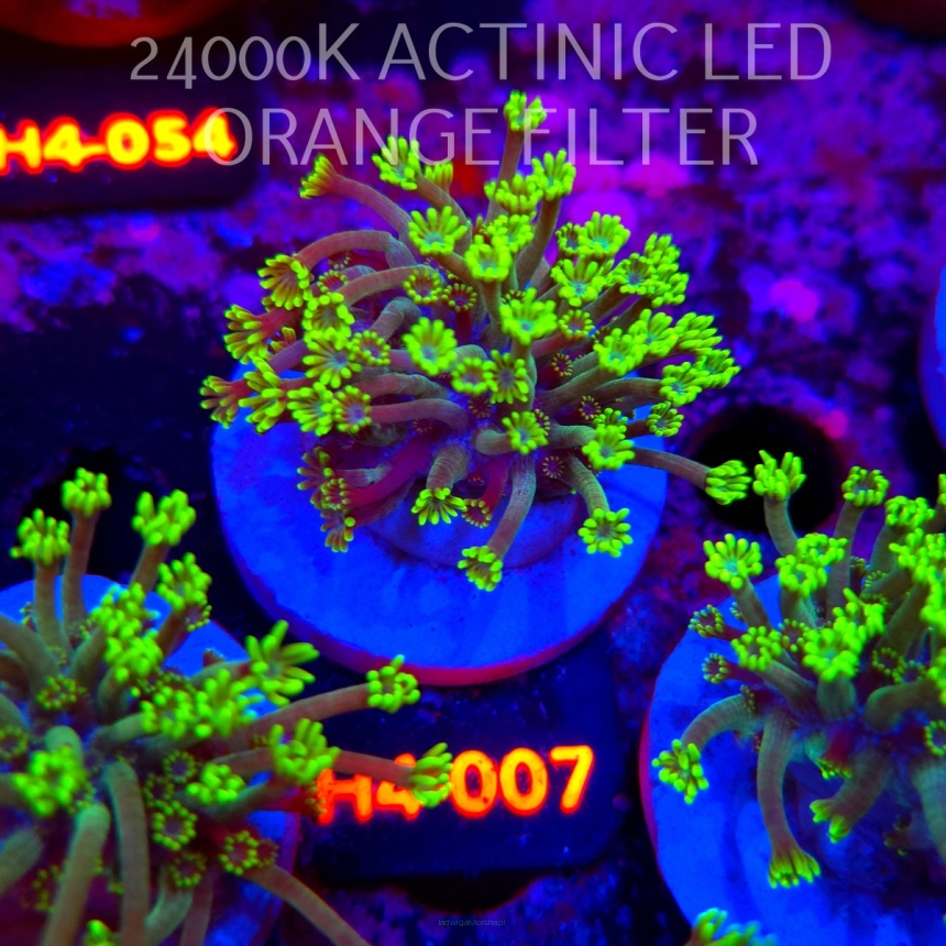 Alveopora spongiosa BRIGHT GREEN (02.06.2026) H4-007  3cm