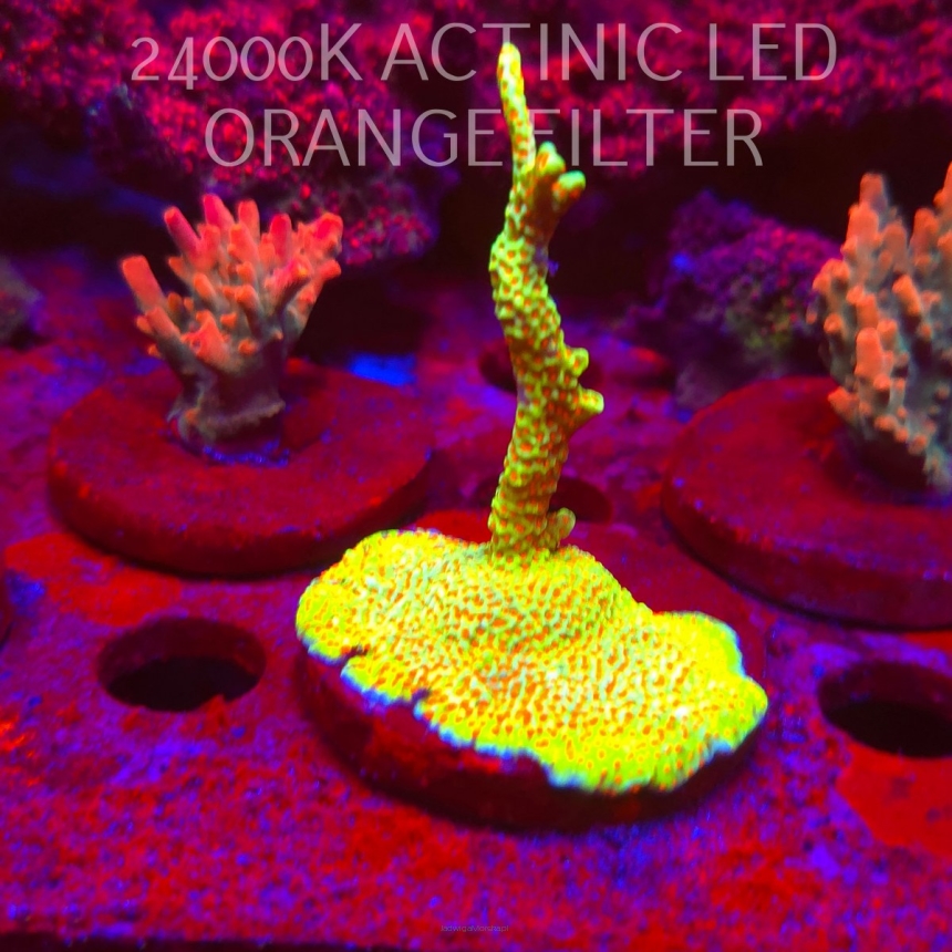 Acropora JMC SPECIAL RED (06.11.2025) MM1-III-13  3cm