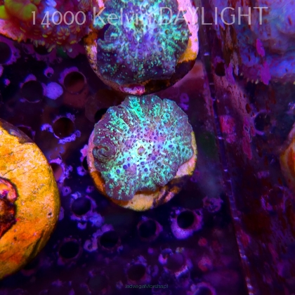 Discosoma sp. JAWBREAKER (03.06.2025)  3cm