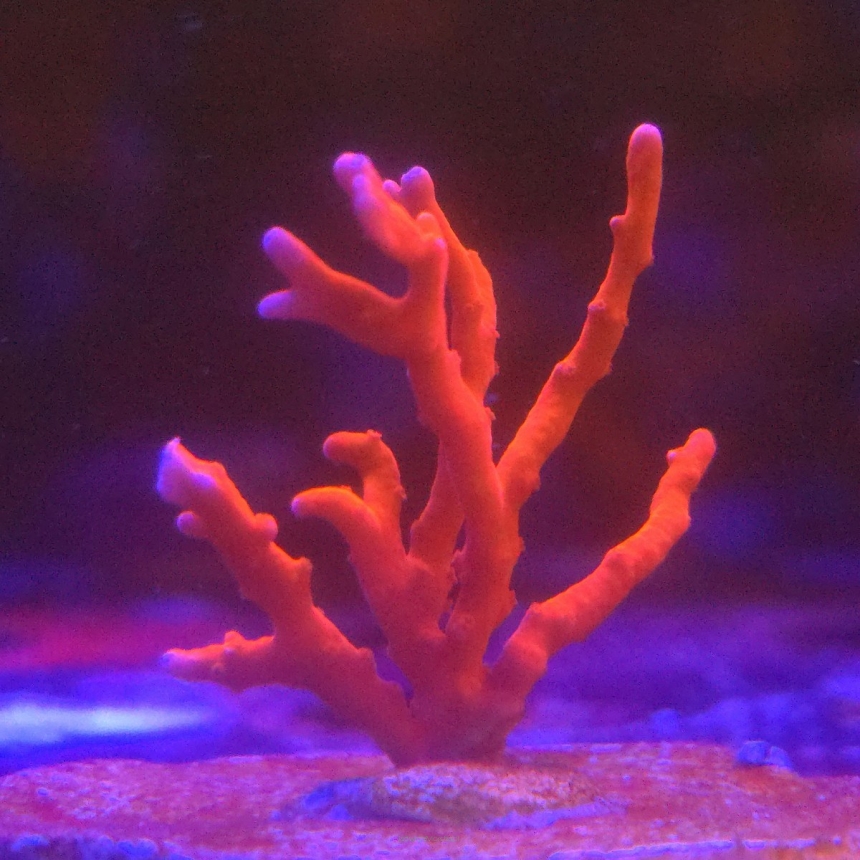 Anacropora Jason Fox TNT (13.01.2026) MM6-I-27  4cm