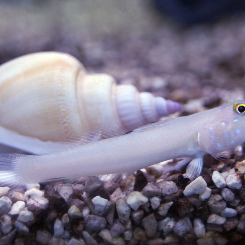 Valenciennea sexguttata rozmiar 6 cm