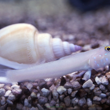 Valenciennea sexguttata rozmiar 6 cm