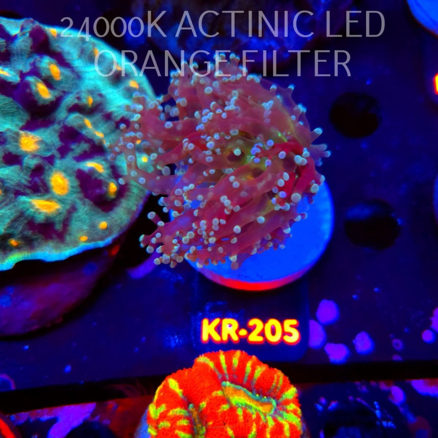 Euphyllia paradivisa Aussie Frogspawn (04.04.2026) KR-205