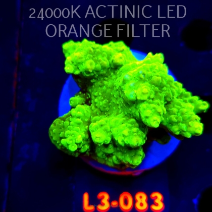 Acropora sp. AUSTRALIA (09.05.2026) L3-083  6cm