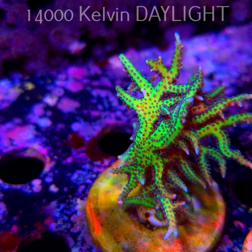 Seriatopora hystrix YELLOW (18.05.2025)  6cm