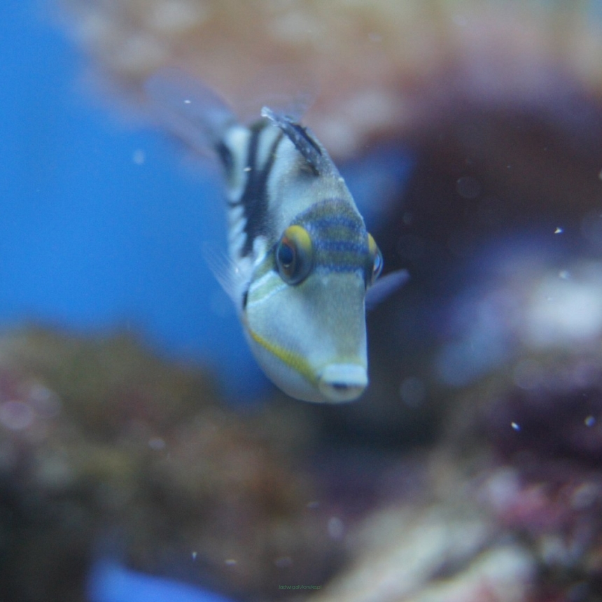 Rhinecanthus aculeatus (Rogatnica Picasso) rozmiar 2 cm