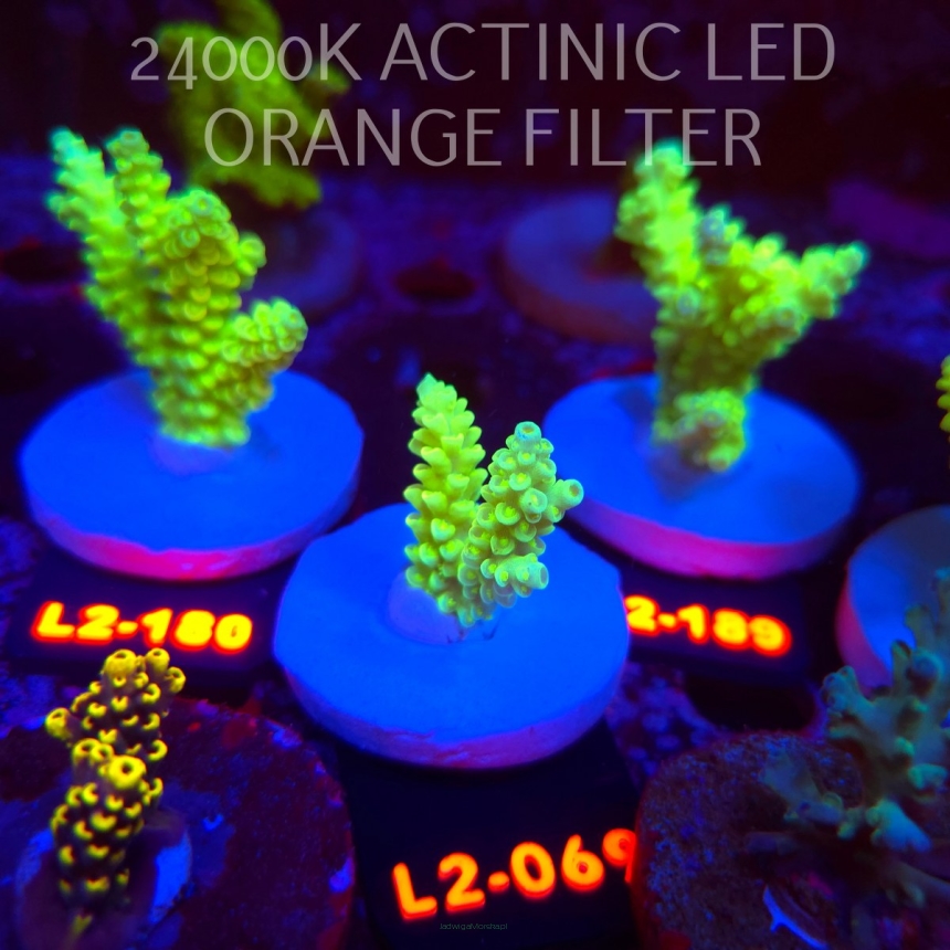 Acropora KENTI YELLOW CORAL SEA ULTRA (19.09.2026) L2-069  5cm