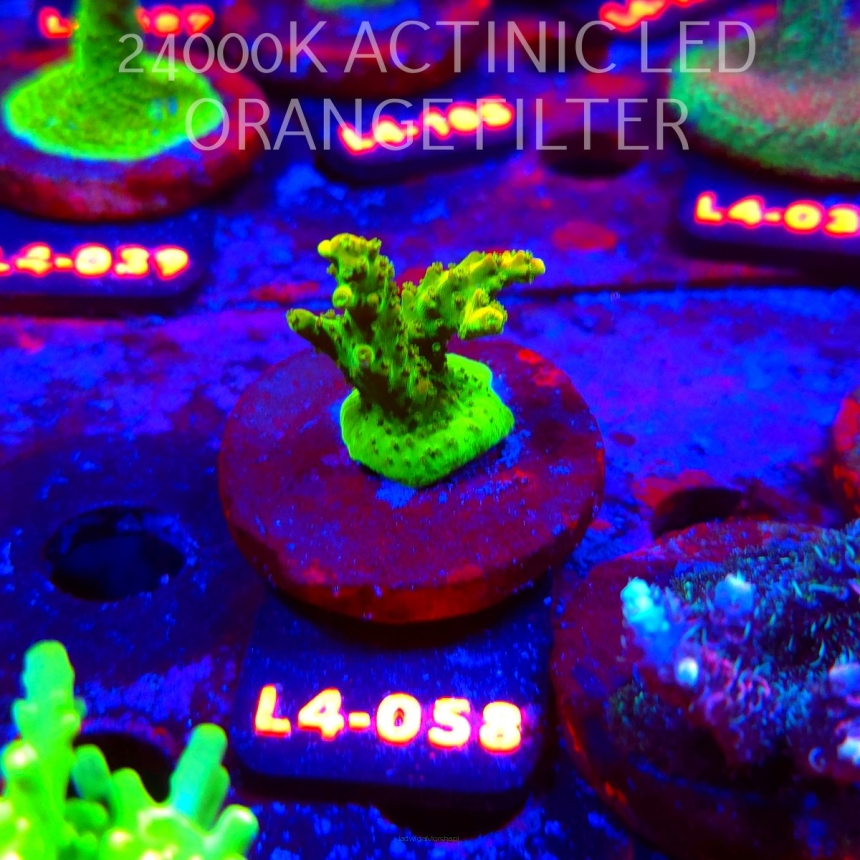 Acropora GOLD FEVER (07.01.2026) L4-058  4cm