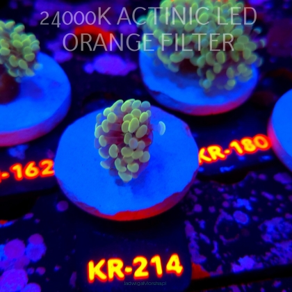 Euphyllia paraancora BLUE HOLOGRAM HAMMER (01.07.2026) KR-214