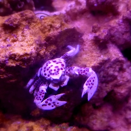  (Para 2 szt) Neopetrolisthes oshimai (Anemone crab)