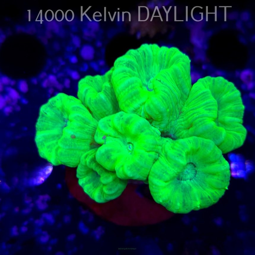 Caulastrea furcata (01.09.2025)  7P