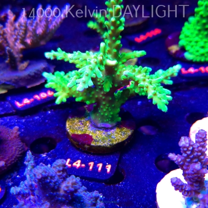 Acropora AUSTERA BANANA (20.05.2026) L4-111  12cm