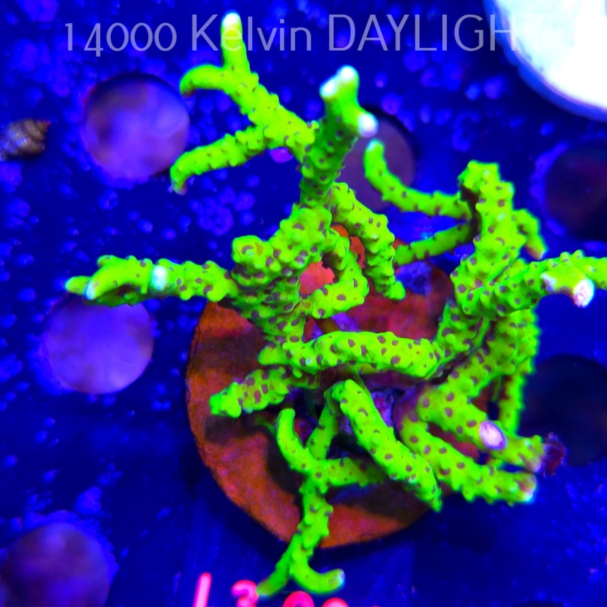 Anacropora WWC SLIMEBALL (08.05.2026) L3-006  8cm