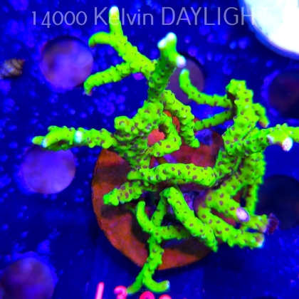 Anacropora WWC SLIMEBALL (08.05.2026) L3-006  8cm