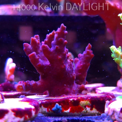 Acropora sp. AUSTRALIA (19.06.2025) L3-I-21  5cm