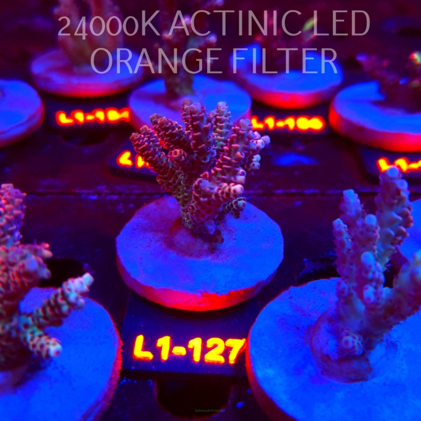 Acropora HYACINTHUS ULTRA (02.08.2026) L1-127  5cm