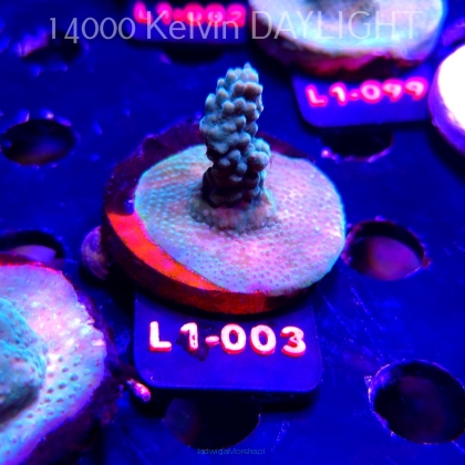 Acropora TG PINK FLOYD ACRO (14.03.2026) L1-003  4cm