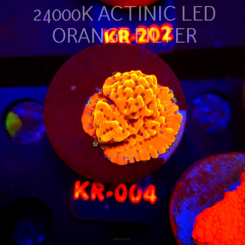 Montipora danae ULTRA (20.04.2026) KR-004  3cm