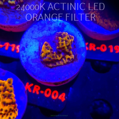 Montipora danae ULTRA (01.02.2026) KR-004  2cm