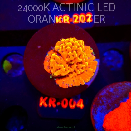 Montipora danae ULTRA (20.04.2026) KR-004  3cm