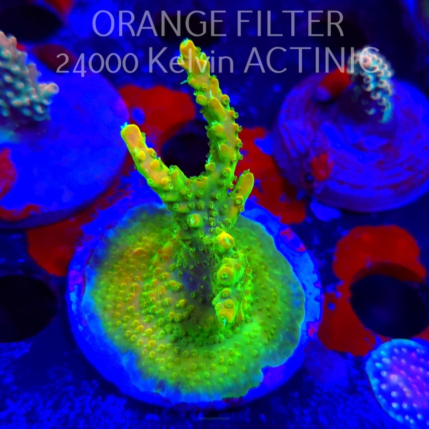 Acropora RR RAINBOW LOOM (19.06.2025) L3-III-15  7cm