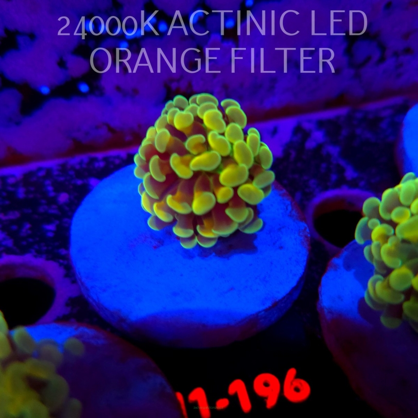 Euphyllia paraancora AUSSIE GREEN HOLOGRAM HAMMER (01.07.2026) H1-196
