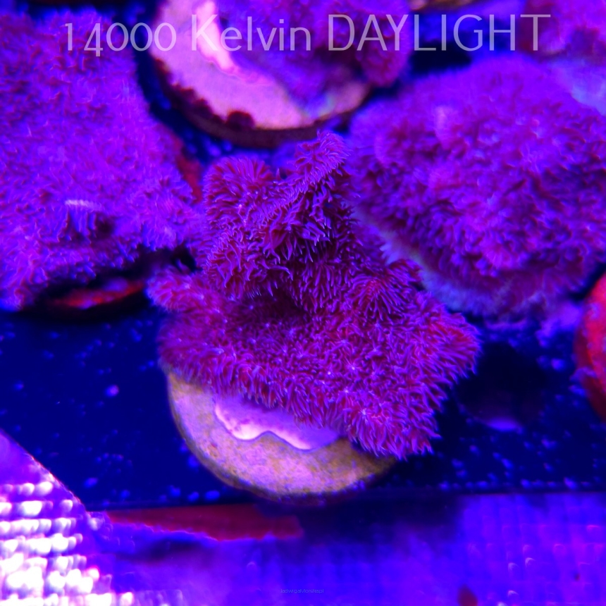 Pavona decussata (19.09.2025)  5cm