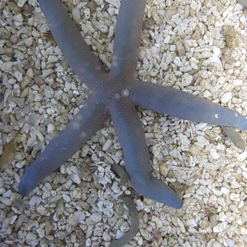 Linckia laevigata (rozgwiazda niebieska) rozmiar 10 cm