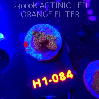 Acropora sp. (04.02.2026) H1-084  3cm