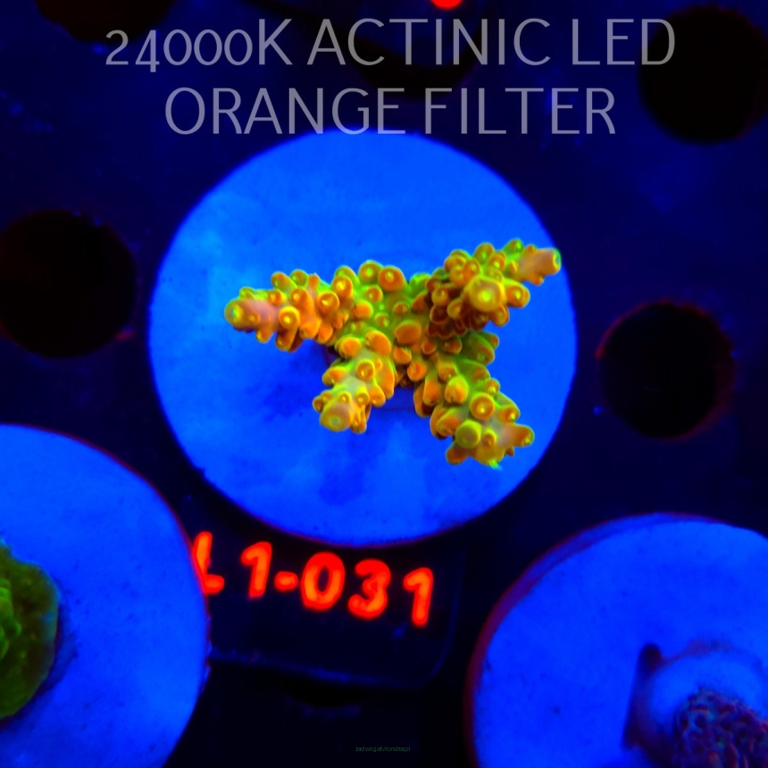 Acropora loripes GOLDEN JAWDROPPER (03.08.2026) L1-031  3cm