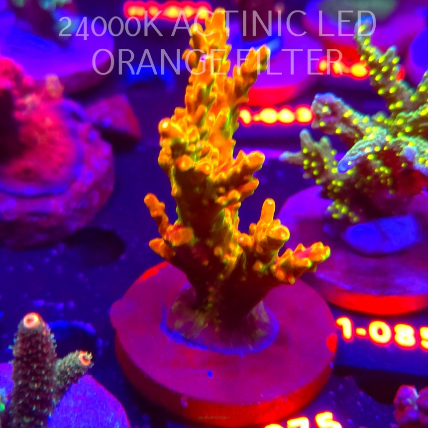 Acropora loripes GOLDEN JAWDROPPER (02.02.2026) H1-075  9cm