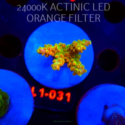 Acropora loripes GOLDEN JAWDROPPER (03.08.2026) L1-031  3cm