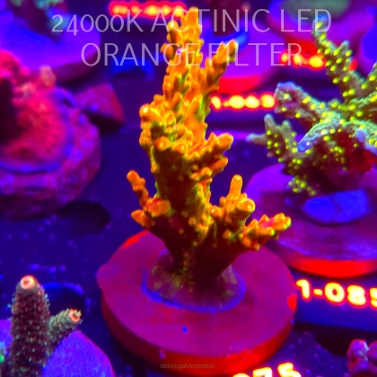 Acropora loripes GOLDEN JAWDROPPER (02.02.2026) H1-075  9cm