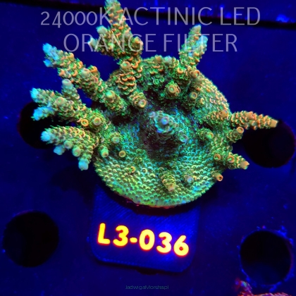 Acropora MILLEPORA SUNSET (09.05.2026) L3-036  7cm