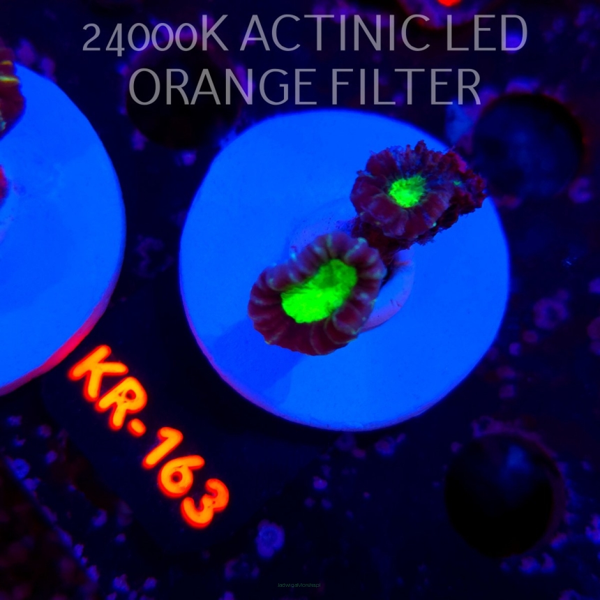 Caulastrea furcata STAR MINT CANDY CANE (21.06.2026) KR-163  2P