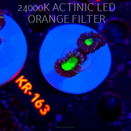 Caulastrea furcata STAR MINT CANDY CANE (21.06.2026) KR-163  2P