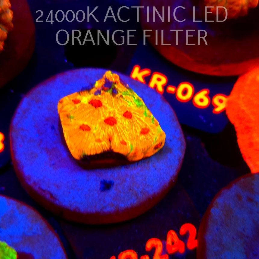 Favia JASON FOX CANDY CORN (12.07.2026) KR-242  2cm