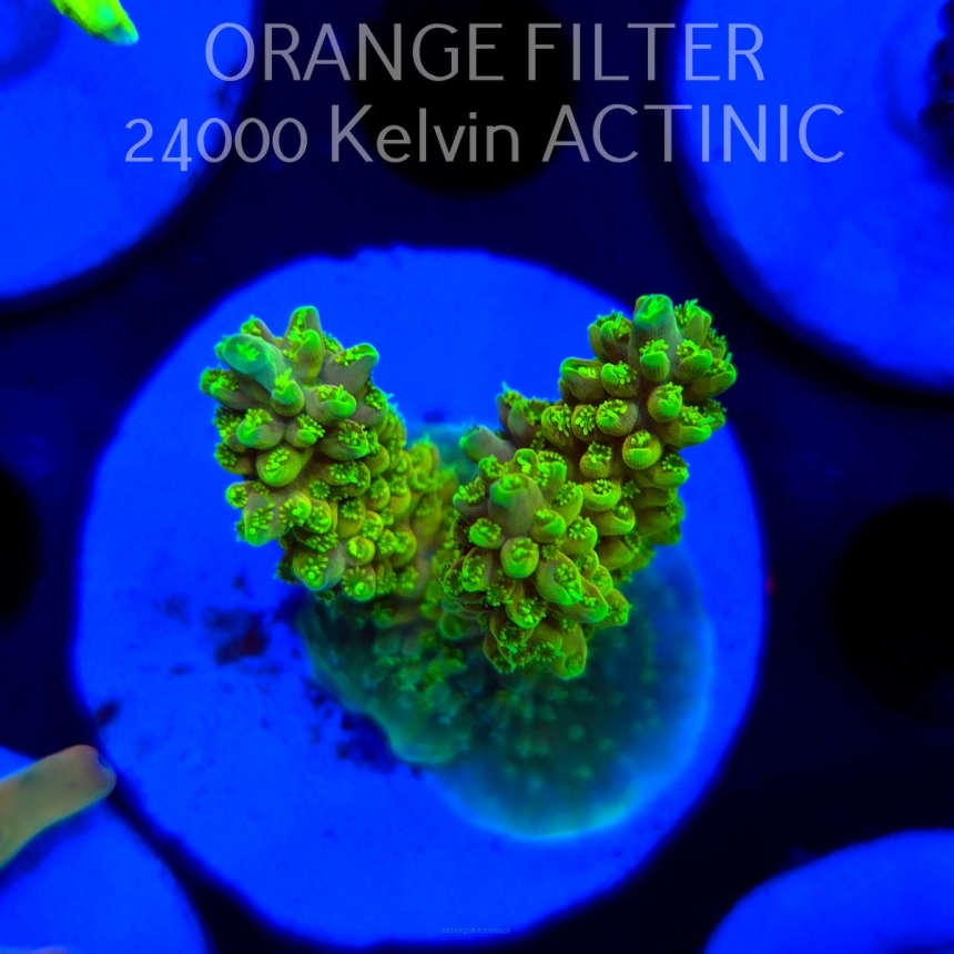 Acropora YELLOW SUNSHINE (20.03.2025) L1-I-29  4cm