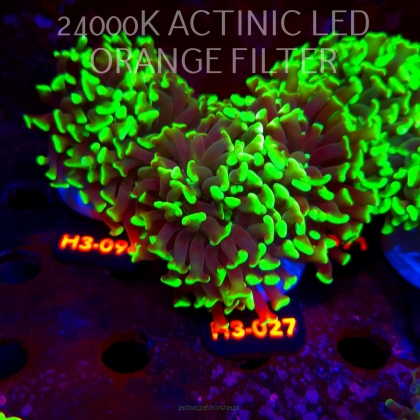 Euphyllia paraancora GREEN (20.06.2026) H3-027