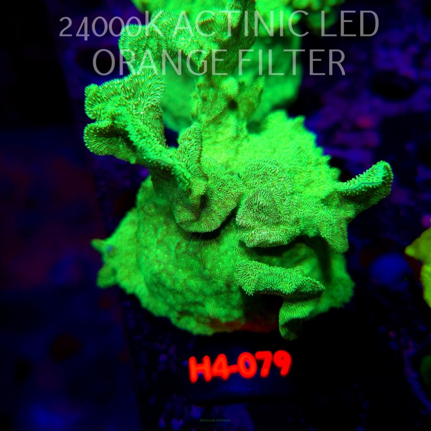 Pavona decussata GREEN FLUO (01.06.2026) H4-079  9cm
