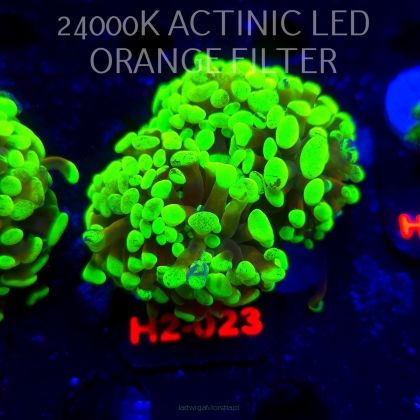 Euphyllia paraancora TWO TONE HOLOGRAM HAMMER (01.12.2025) H2-023