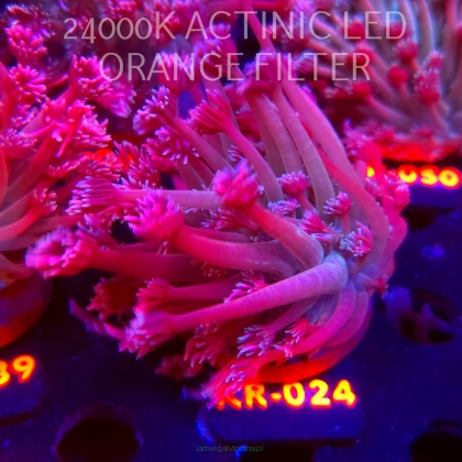 Goniopora stokesi RAINBOW (04.12.2025) KR-024