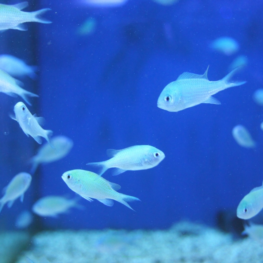 Chromis virdis rozmiar 3-4 cm