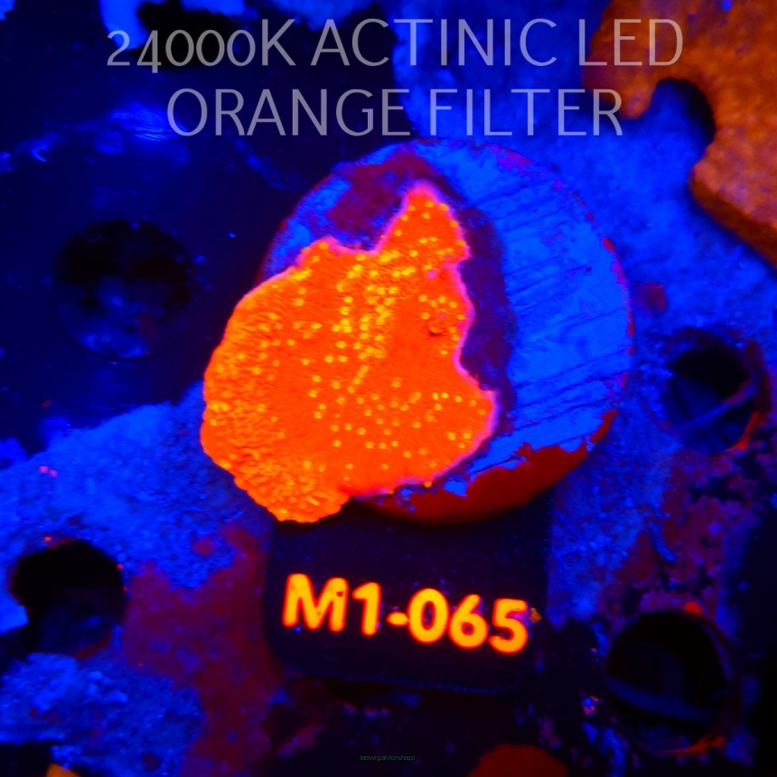 Montipora WWC SUNFIRE GRAFTED (12.06.2026) M1-065  4cm