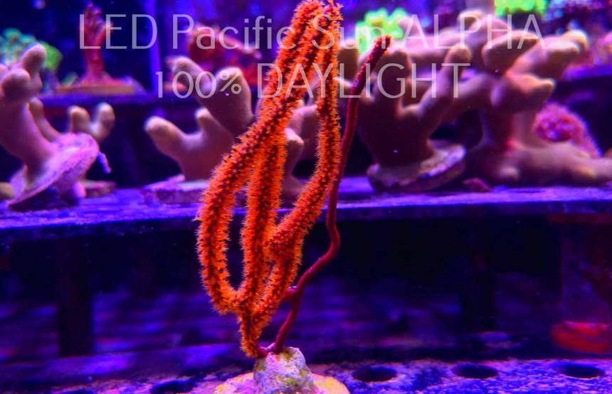 Menella RED+ORANGE (10.09.2024) BALI  10cm