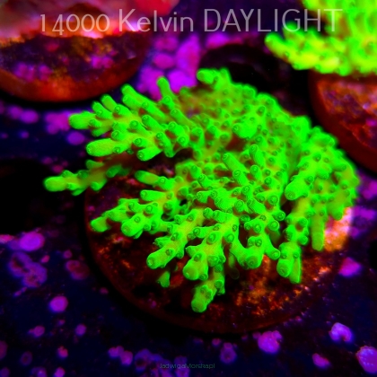Acropora WWC Castells Banana (06.04.2025) MM6-III-5  7cm