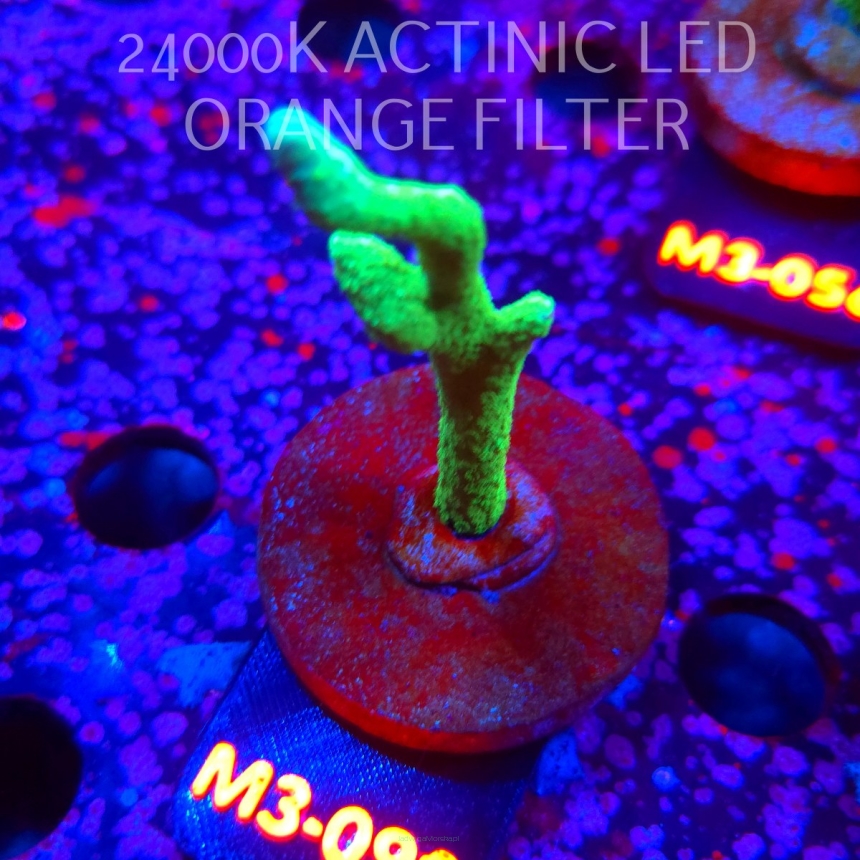 Montipora digitata POWER GREEN (12.04.2026) M3-090  7cm