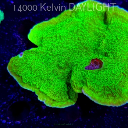 Montipora capricornis TOXIC GREEN (18.05.2025)  12cm