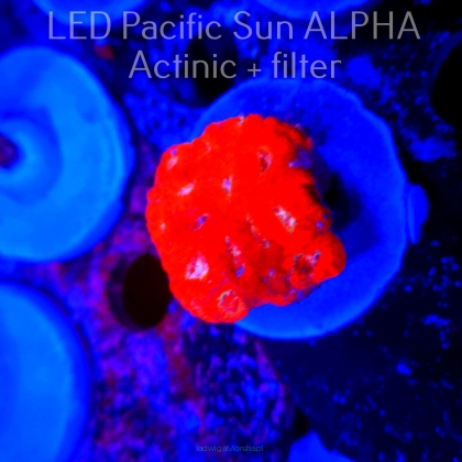 Acanthastrea lordhowensis RED+BLUE  (17.07.2024)  4cm